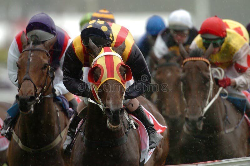 A pack of race horse charging to the line during a race meeting. A pack of race horse charging to the line during a race meeting.