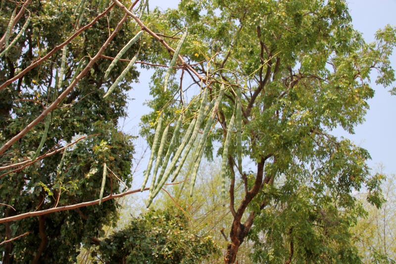 Horse radish tree or Moringa oleifera Lam.