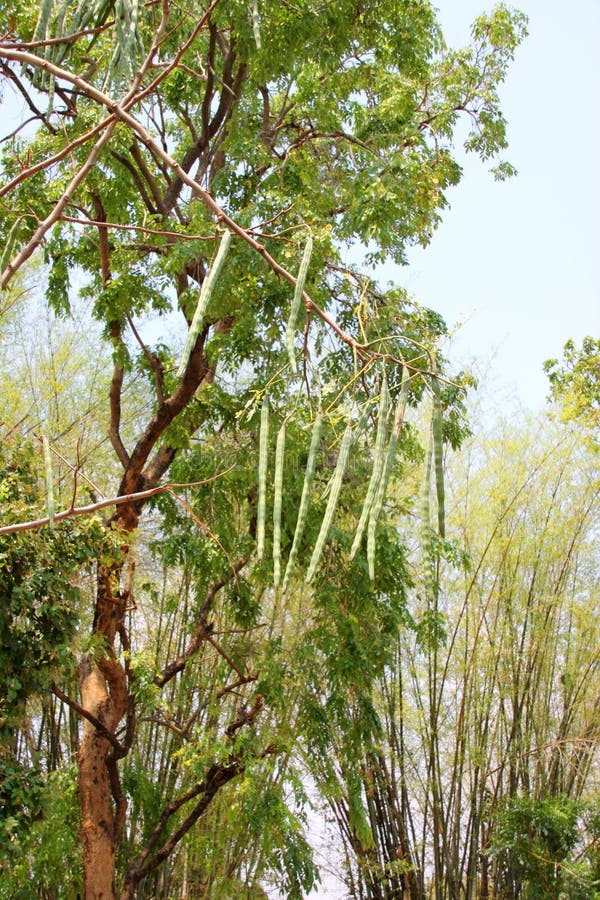 Horse radish tree or Moringa oleifera Lam.