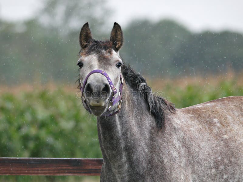 Horse In Rug stock photo. Image of winter, turnout, alone 204485742