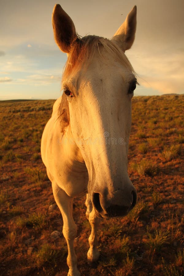 Horse on the Range, Wyoming Stock Photo Image of rainbow, county 265810348