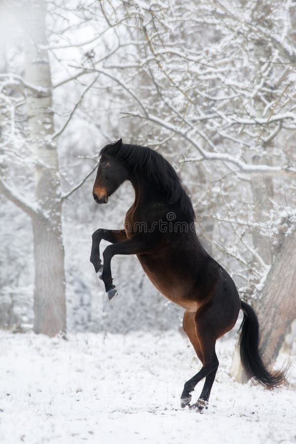 Horse rearing up in snow. Bay beautiful horse rearing up in snow. Bay arabian stallion rearing stock images, royalty-free photos and pictures