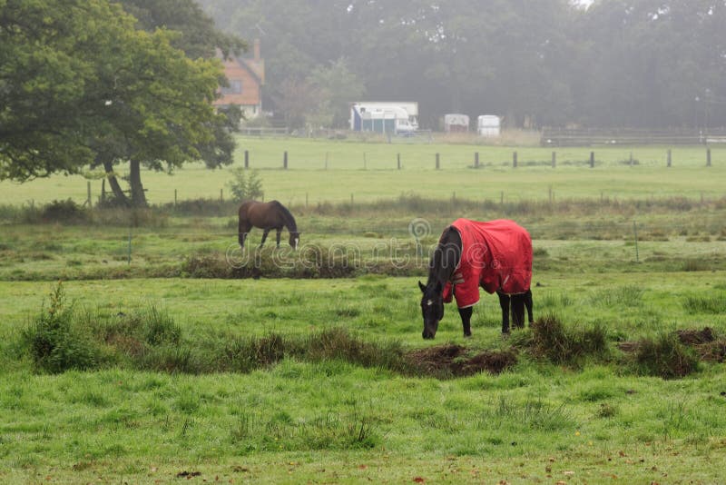Horse with Red Coat stock photo. Image of equine, pure 16267206
