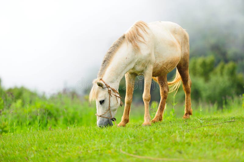 Horse relax stock image. Image of pasture, relax, white 56646433