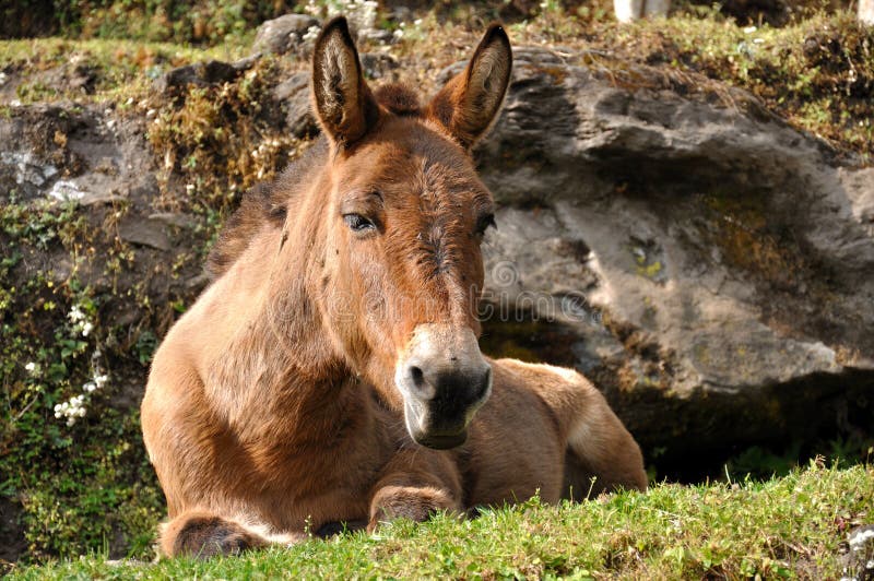 Horse relaxing stock image. Image of horse, grazing, farming 29119457