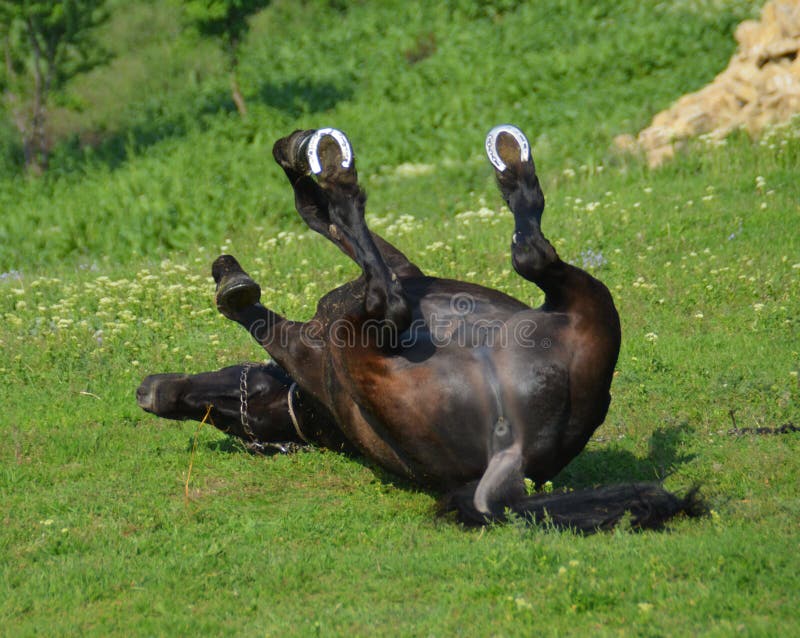 Horse stock image. Image of sweet, happiness, garden 64200793