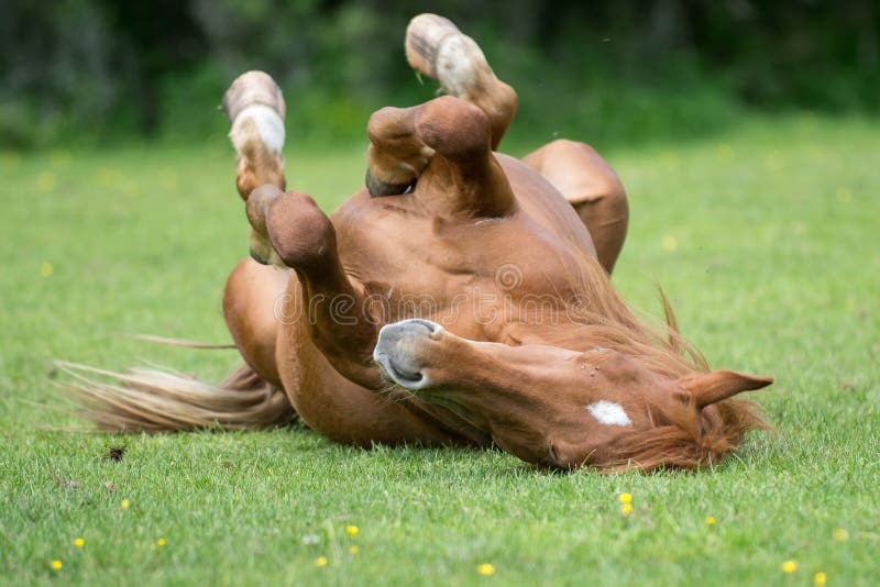 Horse resting on meadow