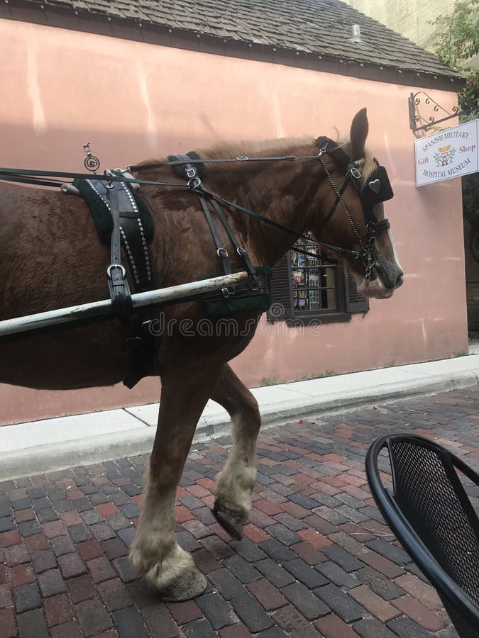 Horse ride editorial photo. Image of love, animal, ride 95519881