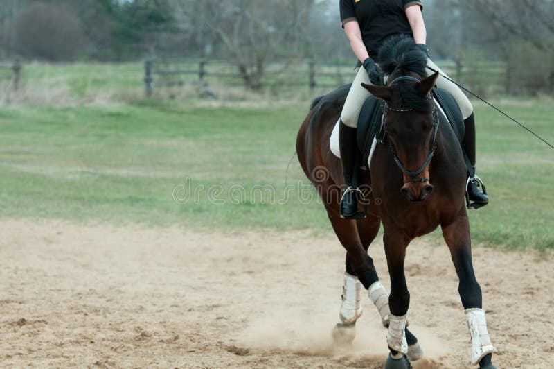 Horse and rider