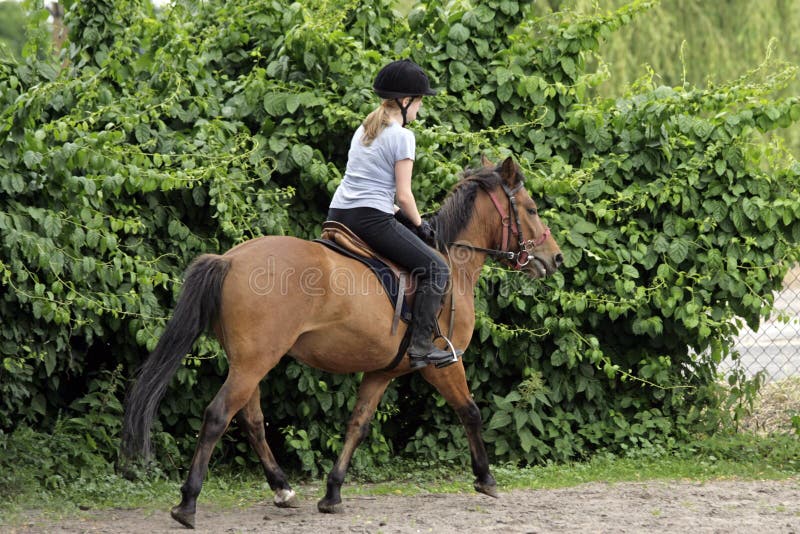 Horse riding stock image. Image of stable, horse, riding 5507781