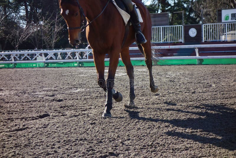 Horse Riding Training and Practice Stock Image Image of land, equine