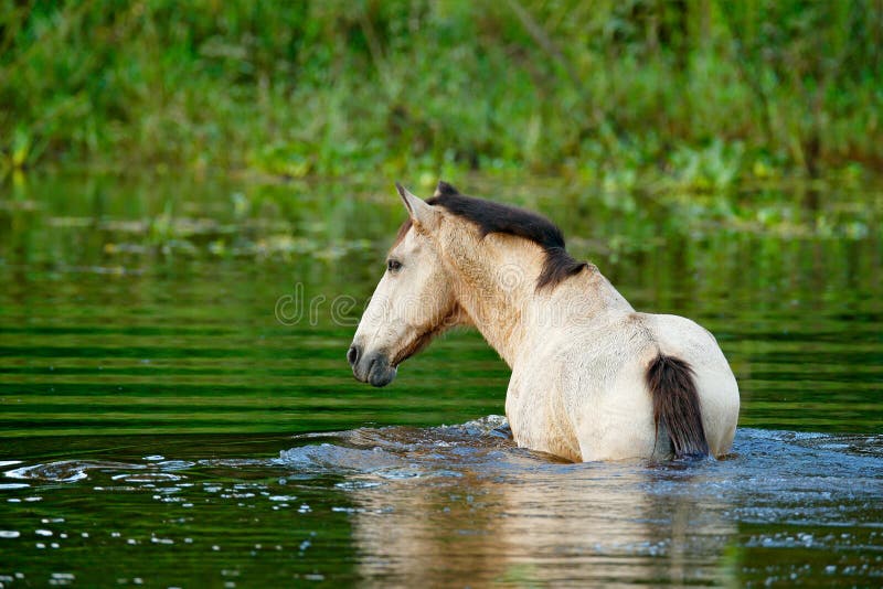 Horse in the river water, Costa Rica. Green vegetation with animal. Agriculture in the Central America. Horse swimming.
