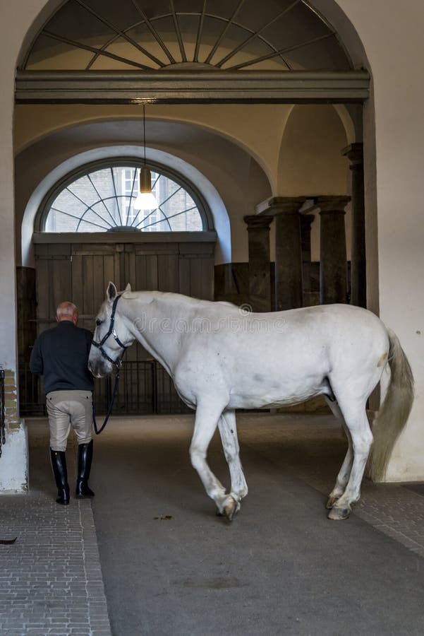 Horse at the The Royal Stables, Copenhagen, Denmark royalty free stock image Horse at the The Royal Stables, Copenhagen, Denmark royalty free stock image