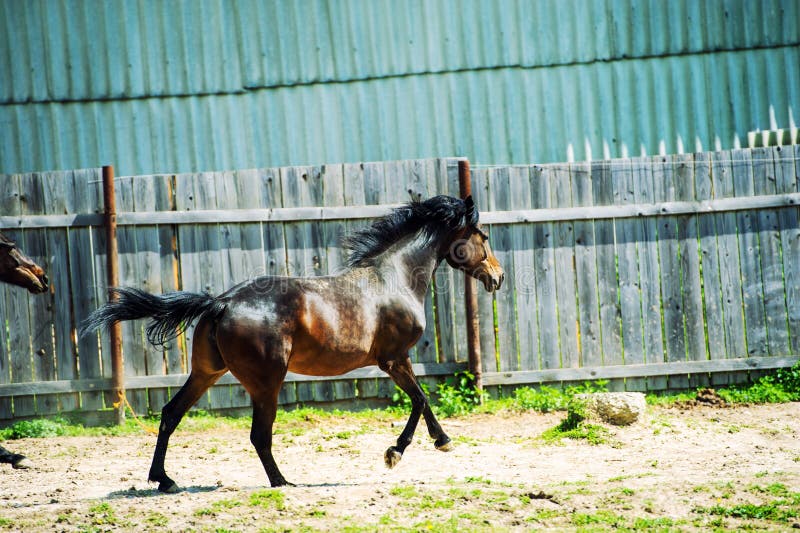 Horse run gallop in meadow stock photos Horse run gallop in meadow stock photos