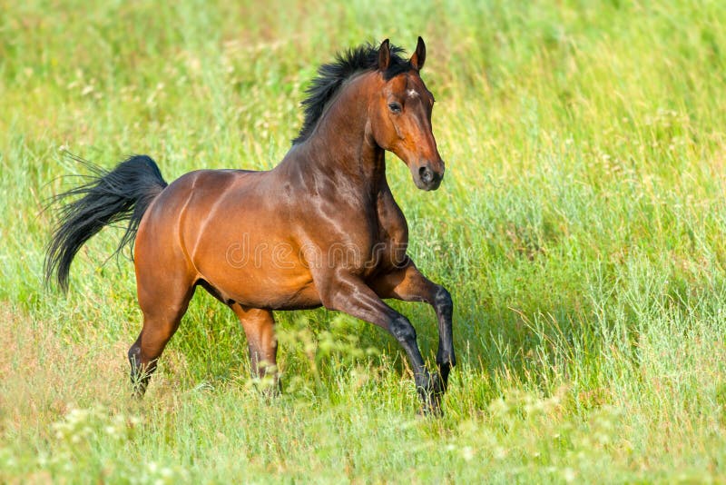 Horse run in grass stock image. Image of mammal, purebred 76980441