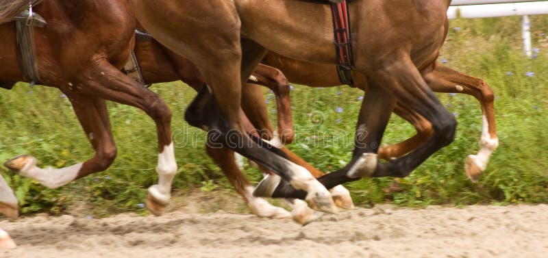 Horse Running