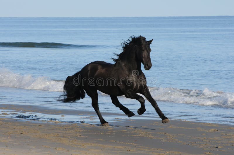 Image result for downloadable horses running on the beach