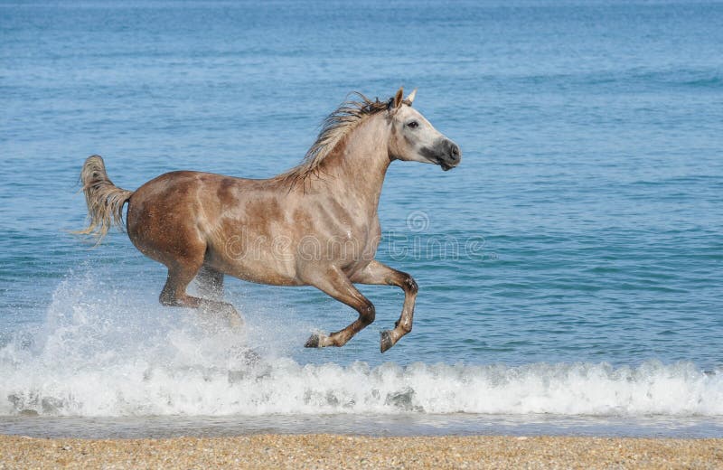 Horse running gallop on the sea