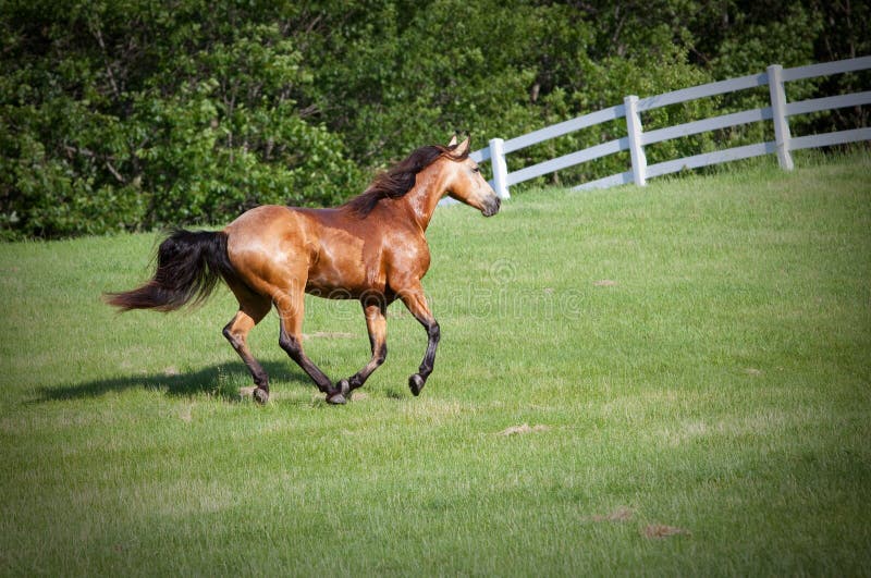 934 Running Hill Horse Stock Photos Free & RoyaltyFree Stock Photos