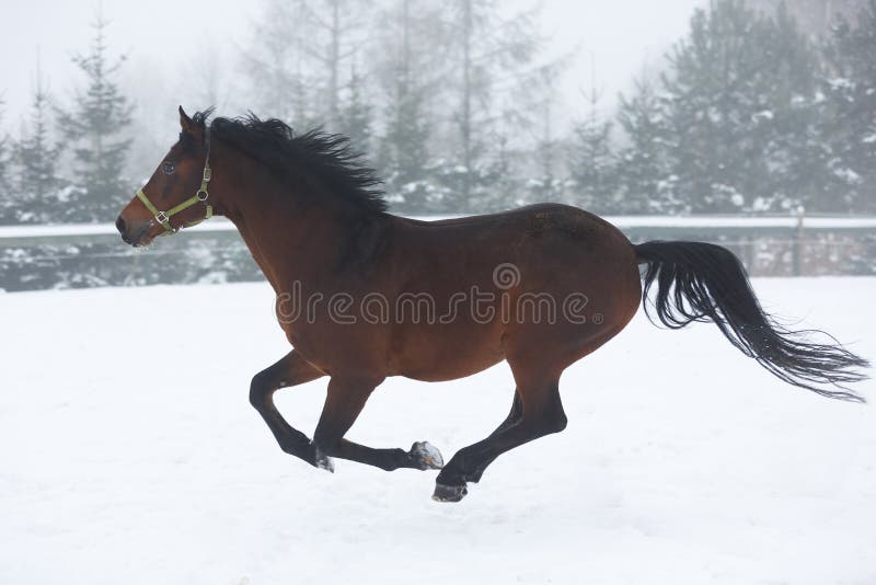 Horse running in winter