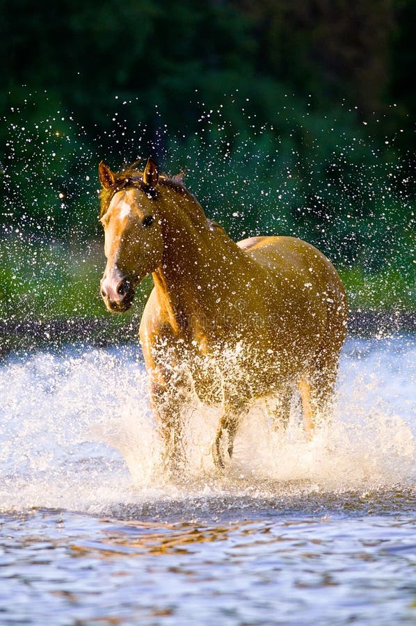 Horse Runs Gallop in Water in Summer Time Stock Photo Image of quick, animal 20634334