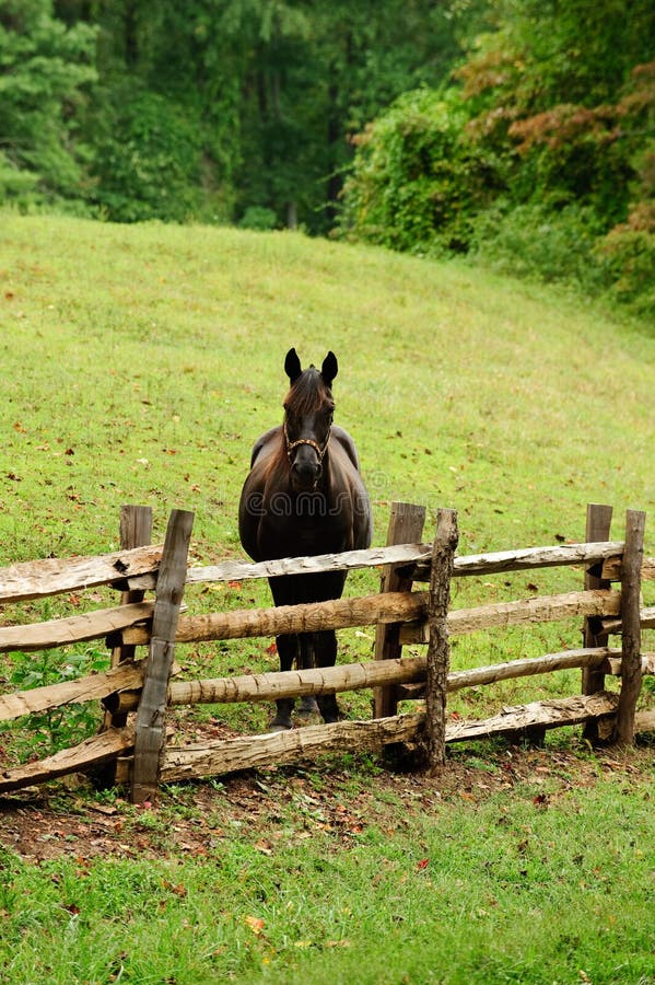Horse and rustic fence stock image. Image of rustic, shape 21426267