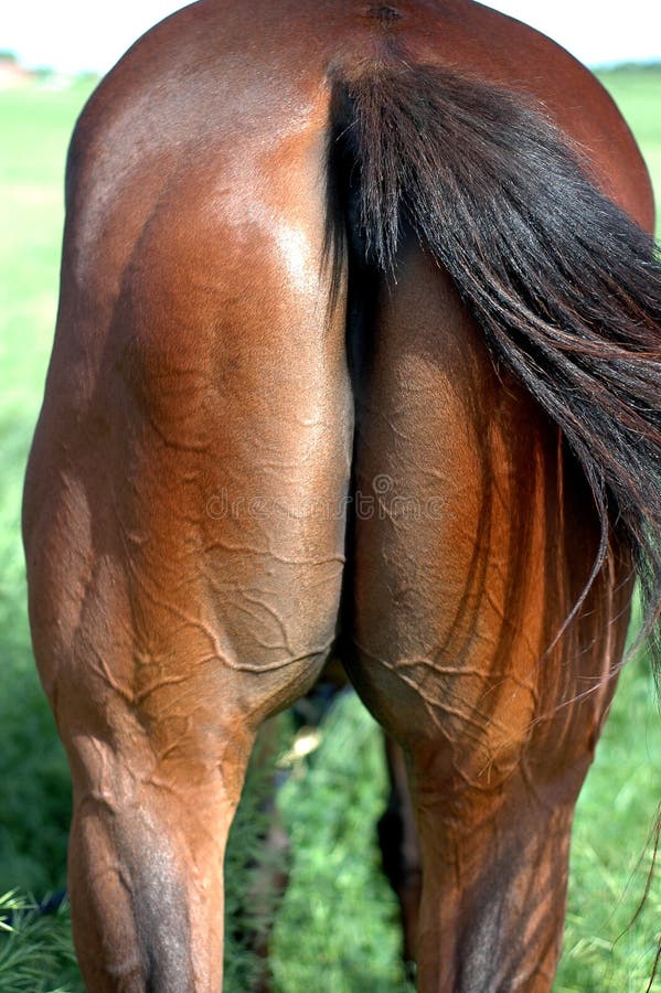 Horse s