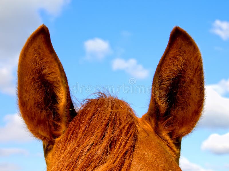 Horse's Ears Stock Photo Image 11750810