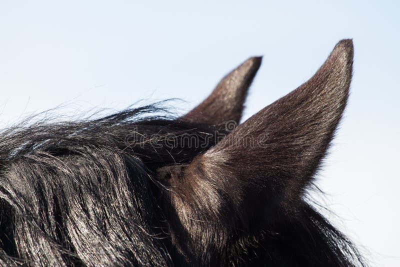 The horse s ears stock image. Image of pony, horse, ears 53087619