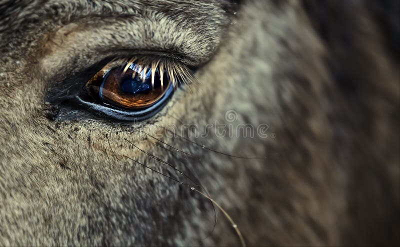 Horse s eye