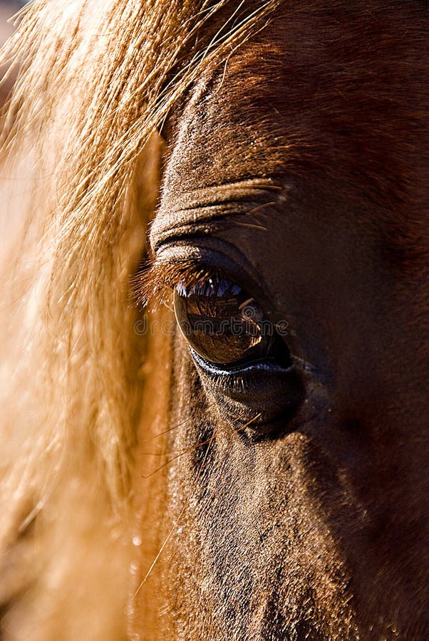 Horse s eye stock photo. Image of mane, eyeball, glare 3065730