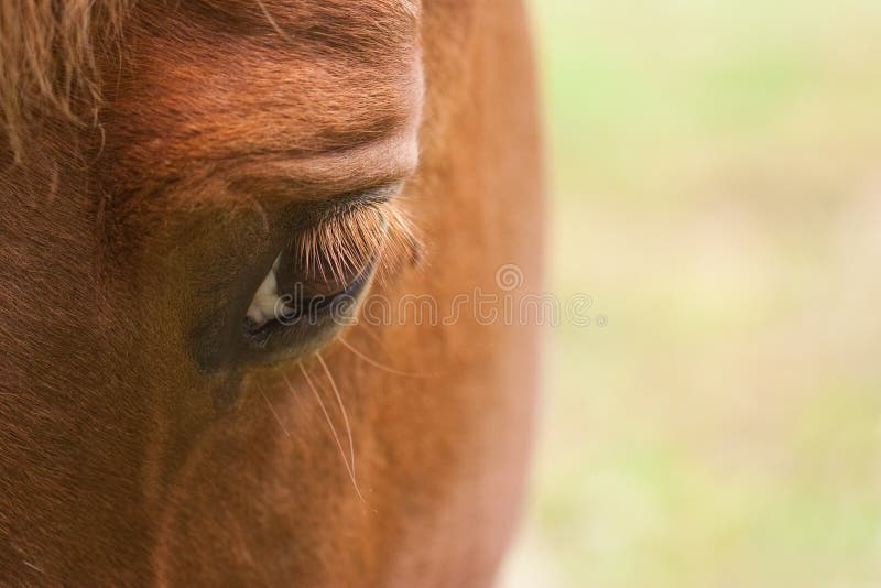 Horse s eye