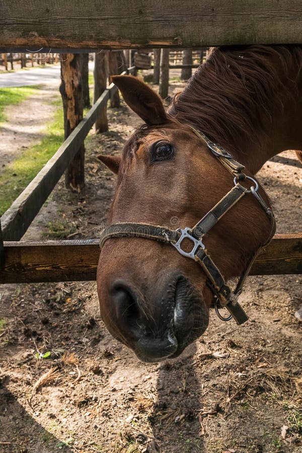 Horse`s head with bridle; close-up outdoor shot.