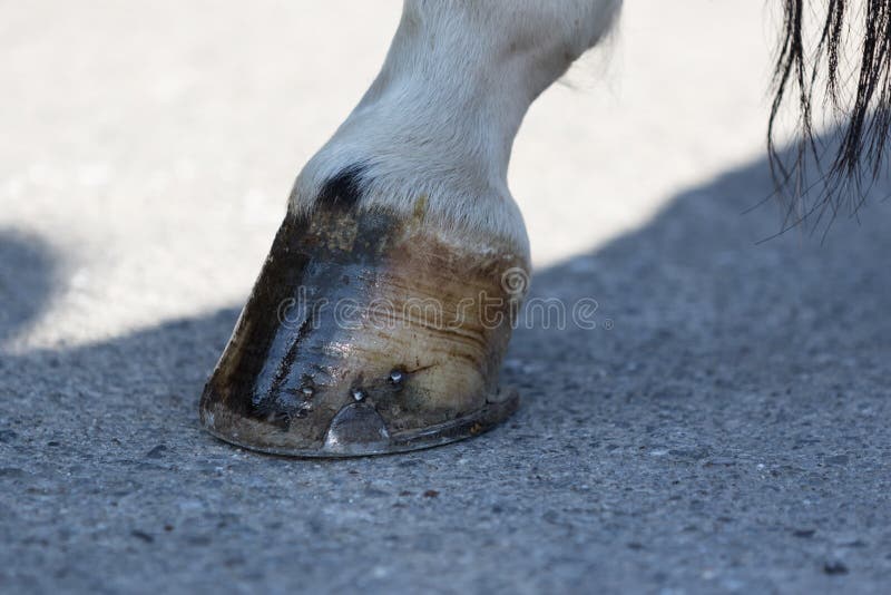 Horse hot shod stock photo. Image of hoof, barefoot, clippers 823720