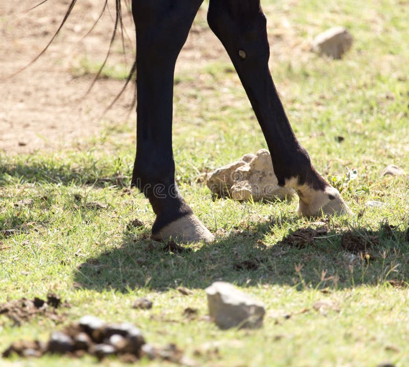 The Horse`s Hooves on the Nature Stock Photo Image of racehorses