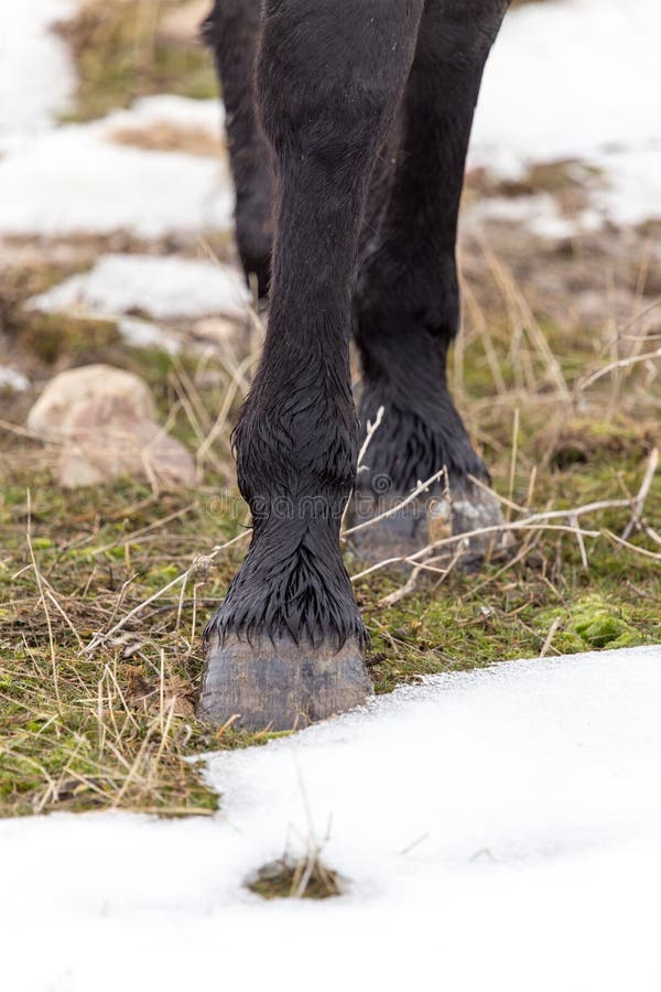 The Horse`s Hooves on the Nature in the Winter Stock Photo Image of