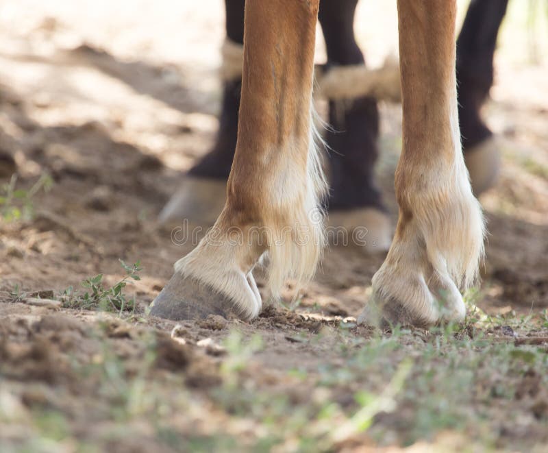 The horse`s hooves stock photo. Image of powerful, animal 107382234