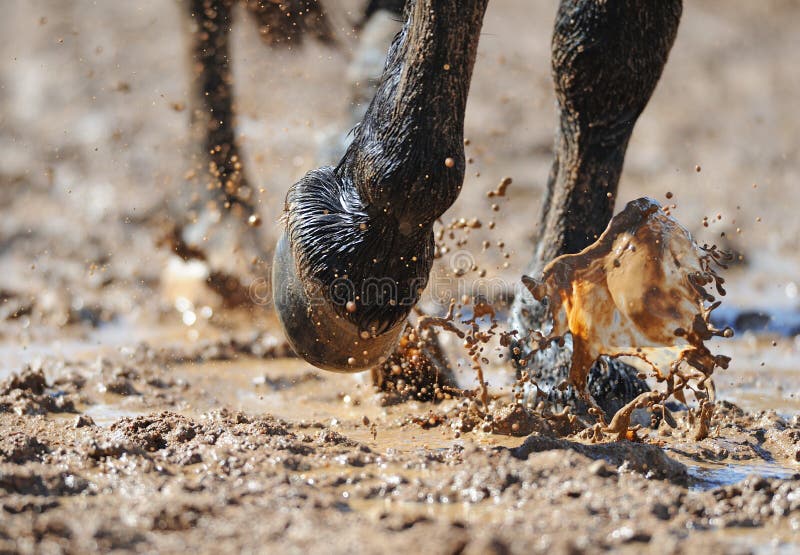 Wet Horse Hooves in the Mud, Closeup. Dirty Horseboots Stock Photo