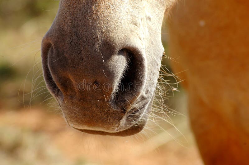Horse's nostrils stock photo. Image of breathing, equine 3104670