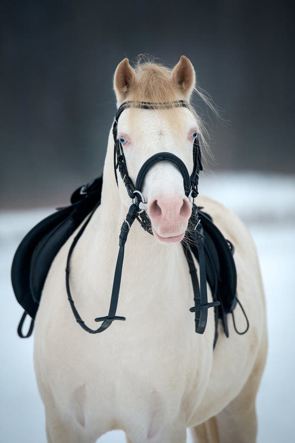 Horse with saddle and bridle in winter. royalty free stock images Horse with saddle and bridle in winter. royalty free stock images