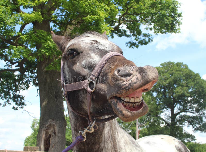 A horse Selfie