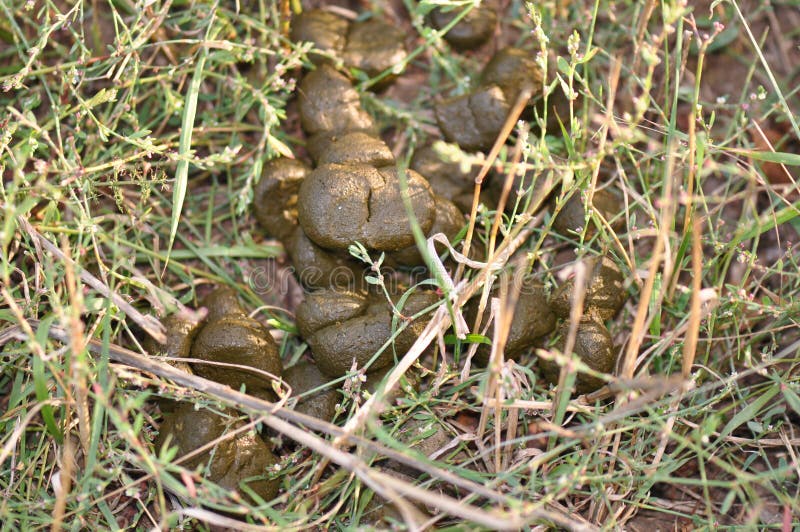 Horse shit stock images