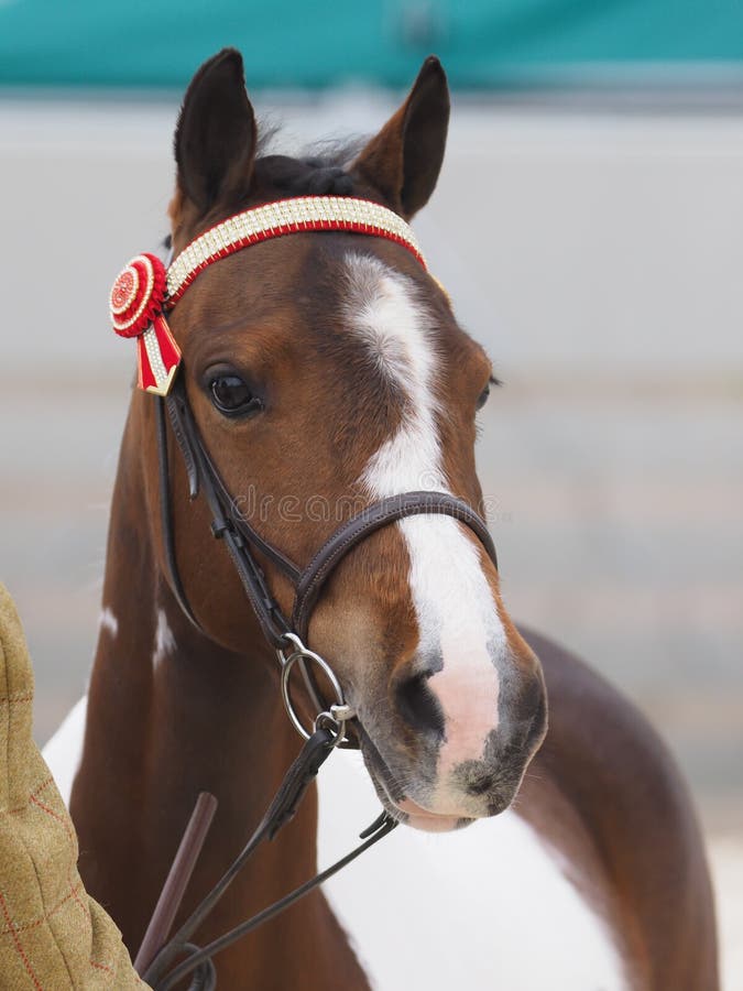Horse in the Show Ring stock photo. Image of smart, equine 123310014