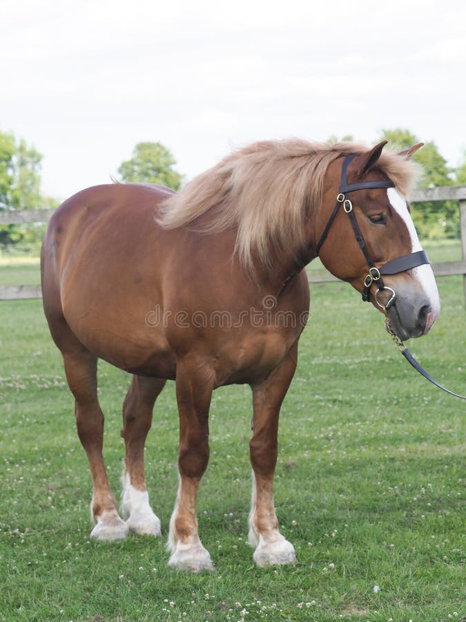 Horse in the Show Ring stock photo. Image of showing 155500594