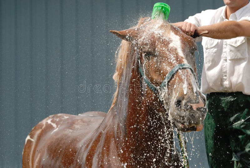 Horse shower stock photo. Image of mammal, horse, shower 3016542