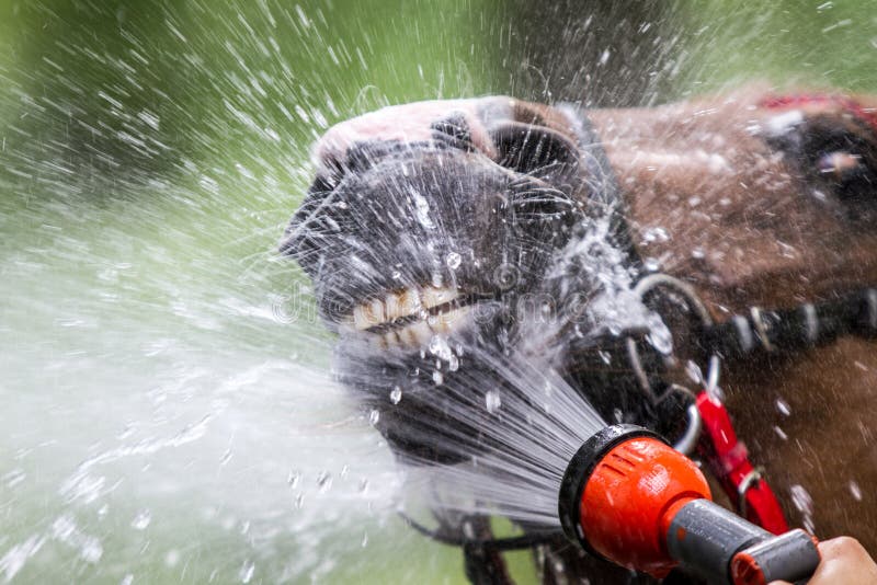 Horse shower stock image. Image of water, groom, fair 3016509
