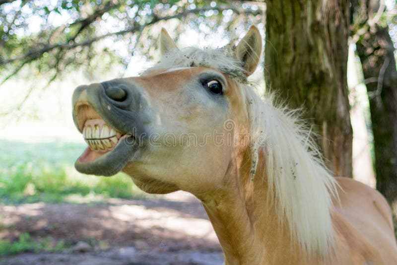 Horse showing its teeth stock photo. Image of lawn, domesticated