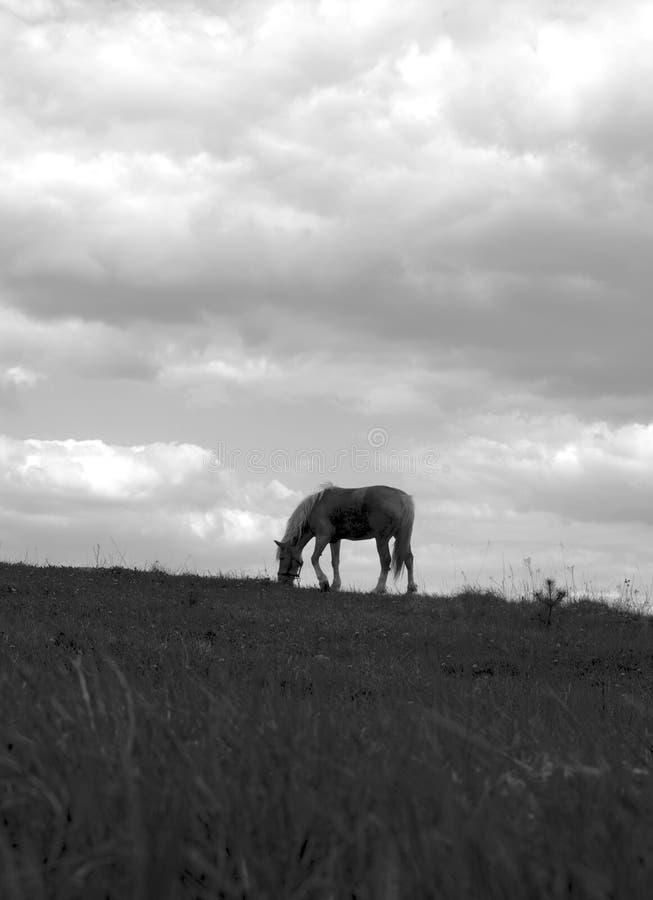 Horse silhouette