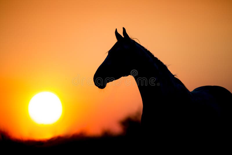 8,541 Horse Sunset Silhouette Stock Photos Free & RoyaltyFree Stock