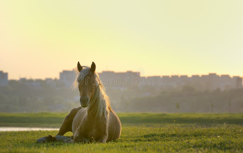 Horse sitting stock photo. Image of fast, horse, grass 54140118
